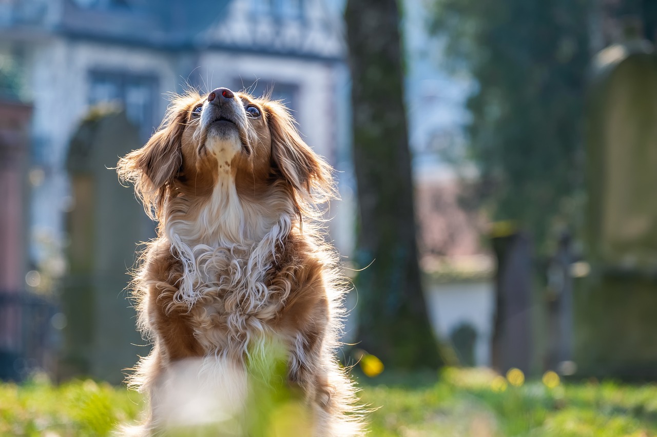 Un chien dans l'herbe